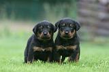 BEAUCERON - PUPPIES 376